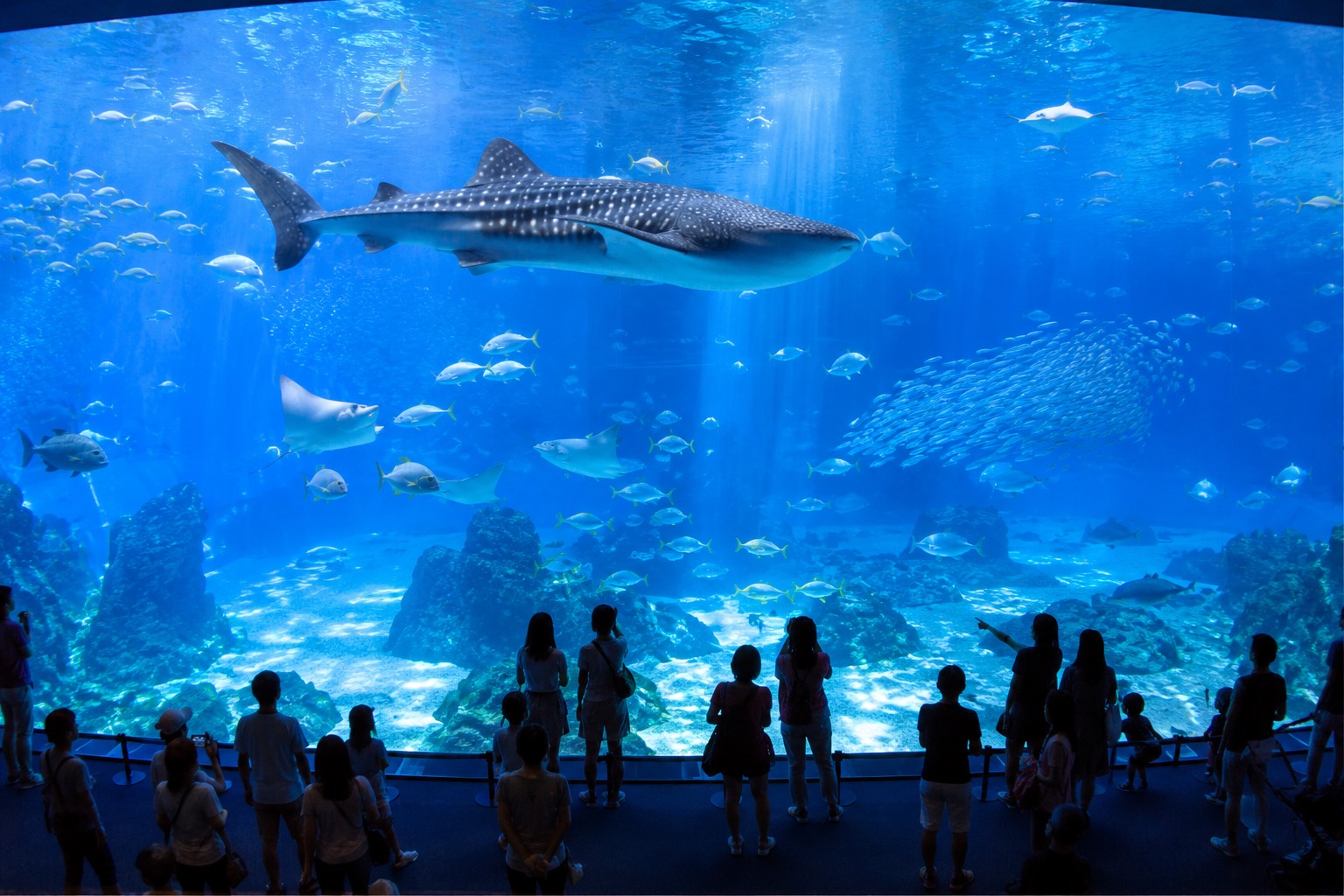 水族館コン